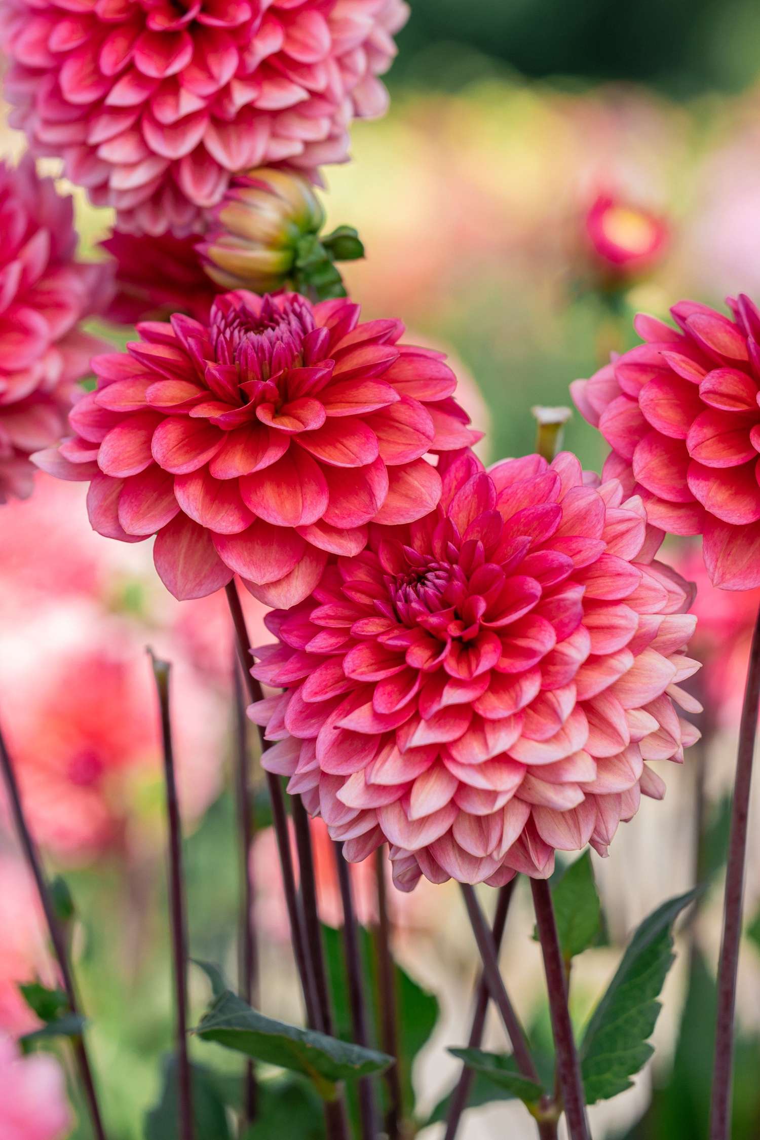 Dahlia 'Salmon Runner'